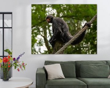 Black sling monkey enjoys the view. by Wouter Van der Zwan