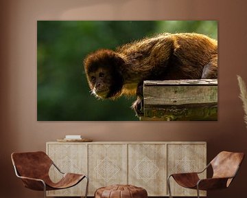 Brown capuchin monkey on the lookout. by Wouter Van der Zwan