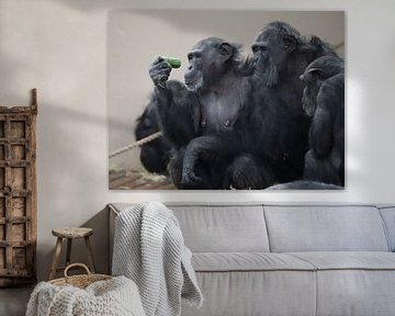 Chimpanzees by Joke te Grotenhuis