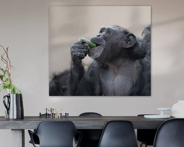 chimpanzee eating a cucumber by Joke te Grotenhuis