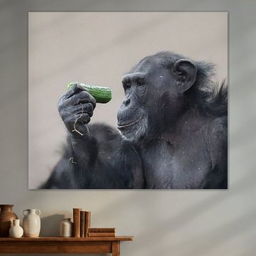 Schimpanse mit Gurke