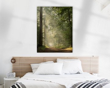 'Early morning in the forest by Anca Soeteman