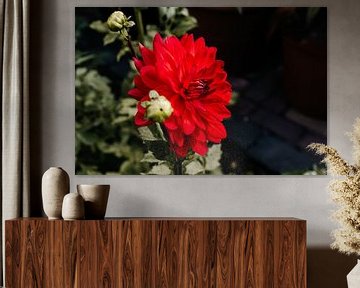 Red flowering dahlia on summer evening