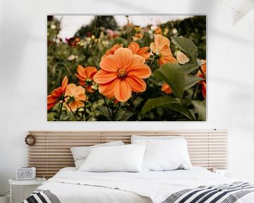 Prachtige oranje bloemenveld van Carla van Dulmen