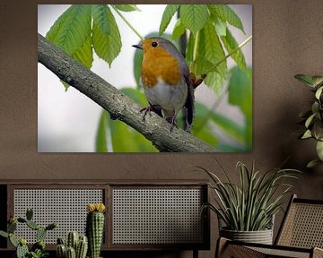 Robins