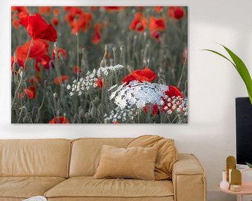 Red and white flowers in the field by Patricia van Kuik