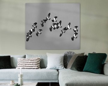 A flight of lapwings