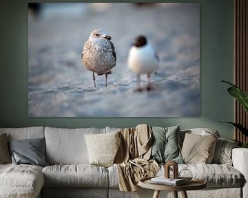 Zeemeeuw op het strand van de Oostzee van t.ART