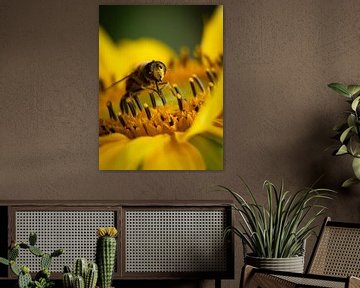 Bee enjoys sunflower by Esther Wagensveld