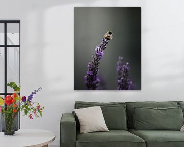 Hummel auf dem Lavendel von Tom Zwerver