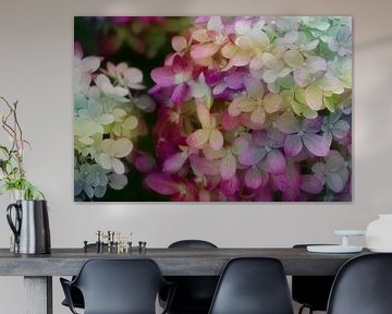 Hydrangea white/pink