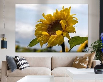 A brilliant sunflower on a summer day by W J Kok