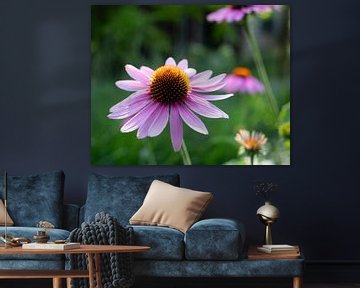 Echinacea goed voor ons van simone swart