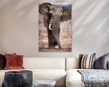 éléphant sur Design Wall Arts