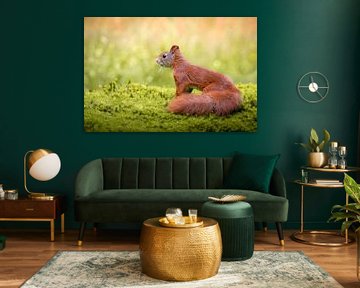 Squirrel on moss in the forest by Cynthia Verbruggen