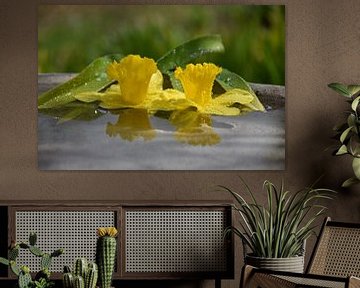 Daffodil flowers in a pool of water by Claude Laprise