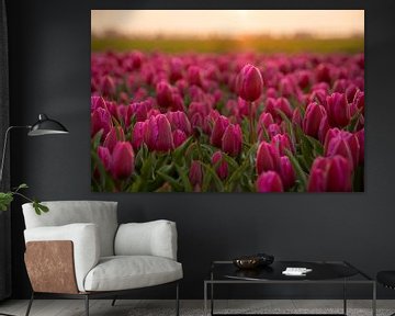 Roze tulpen in de avondzon van Eefje John