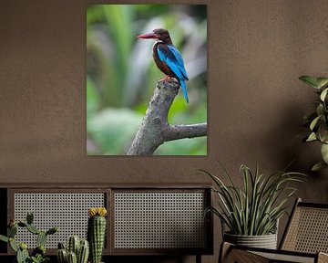 Portrait of a white-breasted kingfisher by Anges van der Logt