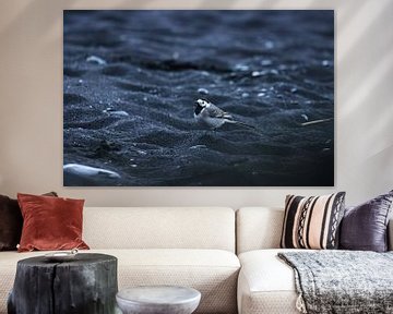 Witte Kwikstaart op zwart strand van fb-fotografie