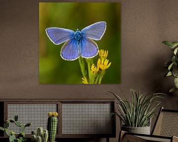 The most beautiful Common Blue on your wall ... by Hans Brinkel