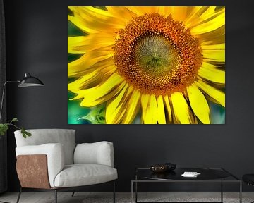 de delicate gele tinten van de zonnebloem