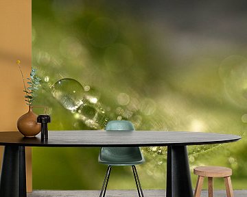 Sparkling (raindrops on a leaf) by Birgitte Bergman