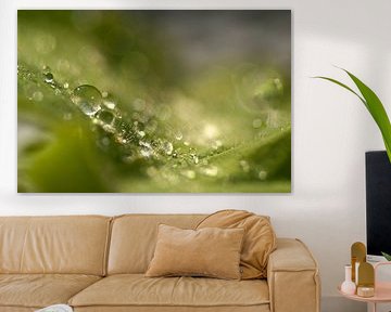 Funkelnd (Regentropfen auf dem Blatt des Frauenmantels) von Birgitte Bergman