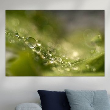 Funkelnd (Regentropfen auf dem Blatt des Frauenmantels)