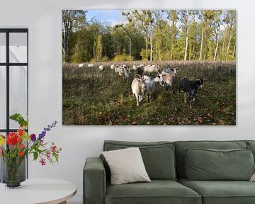 Schafe und Ziegen / Beweidung des Naturschutzgebietes von Koen Van Rentergem