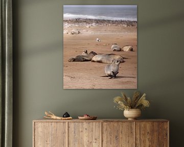 Young Cape fur seal walks the beach at Cape Cross