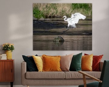 Witte reiger land op een steen in de rivier van Anges van der Logt