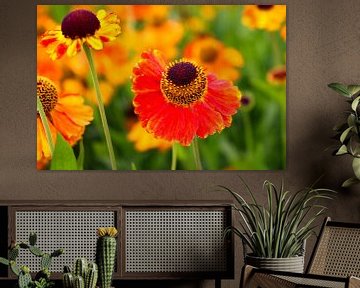 Helenium (Zonnekruid) van Patty de Graaf