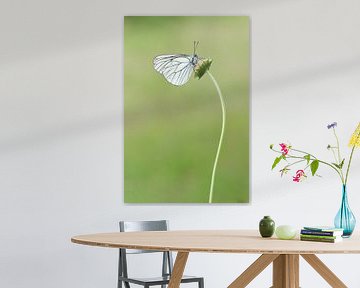 Greater veined white by Francois Debets