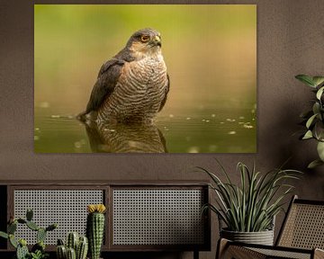 Sparrowhawk in the water 2