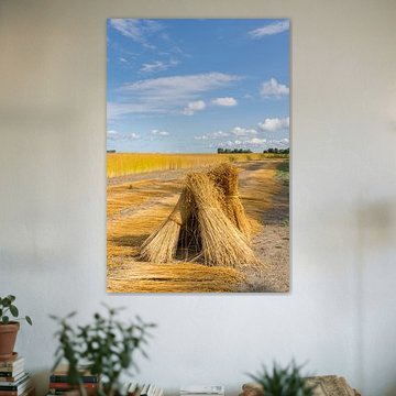 Vlasvelden bij Dreischor