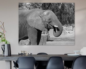 Eléphant en noir et blanc sur Jose Lok