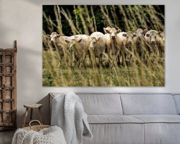 Blonde French cows in the meadow by Blond Beeld