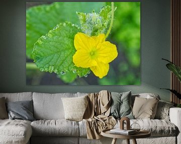 Muskmelon Flower and Foliage by Iris Holzer Richardson