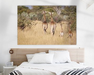Giraffenfamilie bei einem Spaziergang in der Savanne