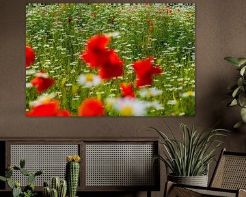 Champ de fleurs sauvages avec coquelicots et marguerites sur Blond Beeld