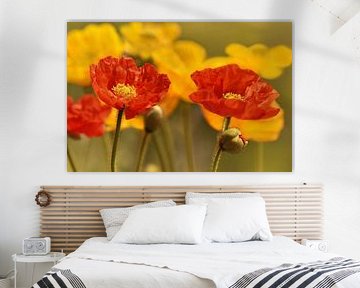 Coquelicots sur Violetta Honkisz