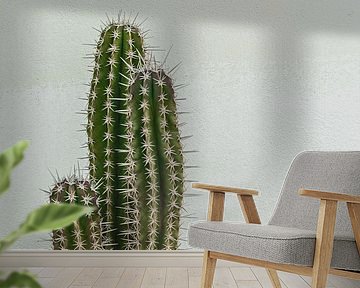 Grüner Kaktus gegen weiß-grün abblätternde Wand | Spanien Altea | Reisefotografie