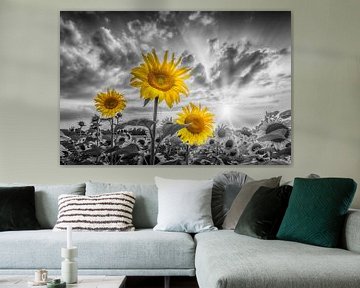 Sonnenblumen im Sonnenuntergang | colorkey von Melanie Viola