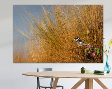 Kingfisher in the reeds on a branch by Eddie Meijer