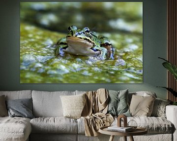 Majestic proximity: The pond frog in its full glory by Joachim Neumann