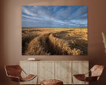 A photo of grain fields with wheat in Groningen by Bas Meelker