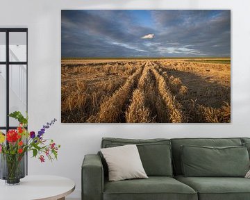 A photo of grain fields with wheat in Groningen province by Bas Meelker