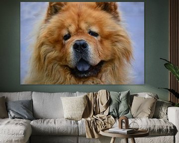 Chow Chow by Ingo Laue