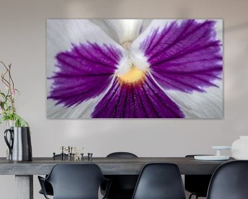 La couleur des violons