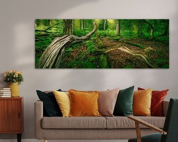 Ein atemberaubendes Panoramafoto eines Urwalds von Bas Meelker